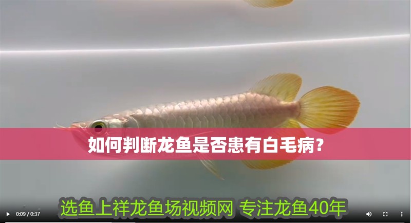 如何判斷龍魚是否患有白毛病？