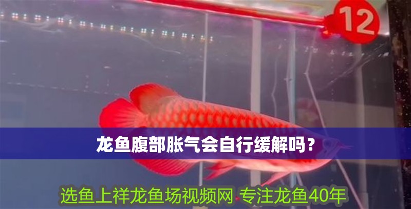 龍魚腹部脹氣會自行緩解嗎？