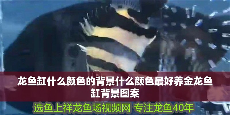龍魚缸什么顏色的背景什么顏色最好養(yǎng)金龍魚缸背景圖案