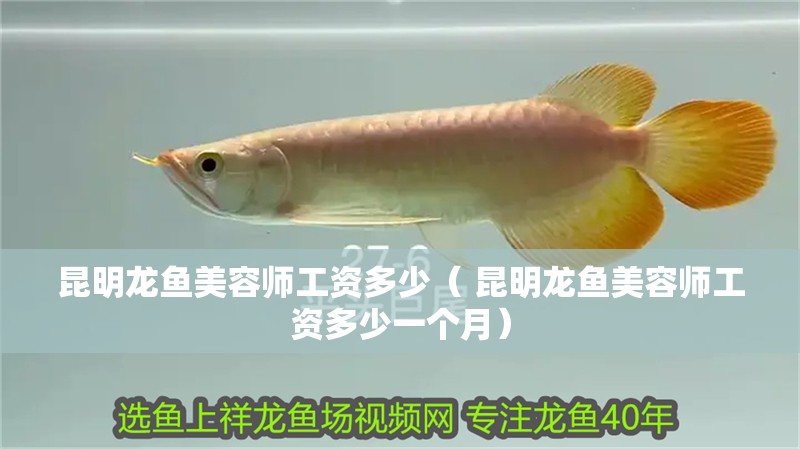 昆明龍魚美容師工資多少（ 昆明龍魚美容師工資多少一個月）