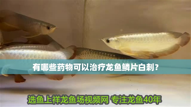有哪些藥物可以治療龍魚鱗片白刺？