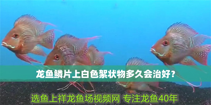 龍魚鱗片上白色絮狀物多久會治好？ 龍魚鱗片上白色絮狀物多久會治好？ 龍魚百科