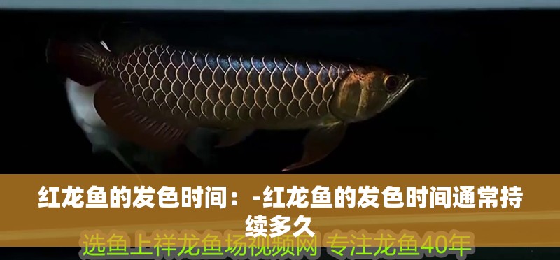紅龍魚的發色時間：-紅龍魚的發色時間通常持續多久