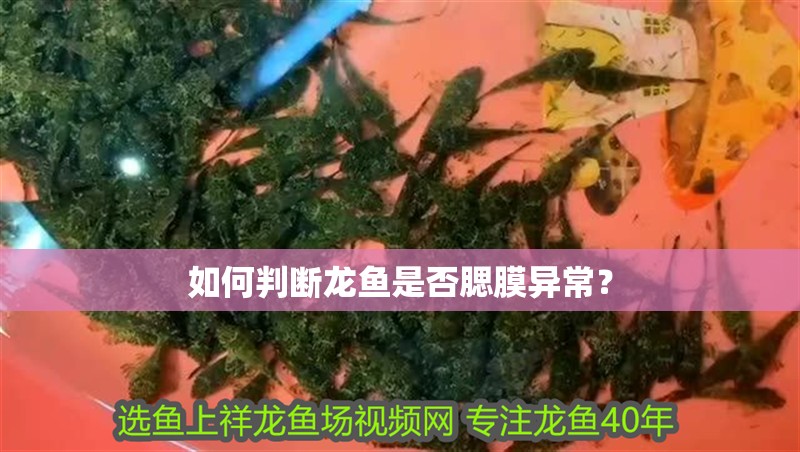 魚缸過濾器選購指南:自制魚缸過濾器魚缸上置過濾器對于養魚愛好者的必備知識 如何判斷龍魚是否腮膜異常? 龍魚百科 如何判斷龍魚是否腮膜異常? 如何判斷龍魚是否腮膜異常? 龍魚百科