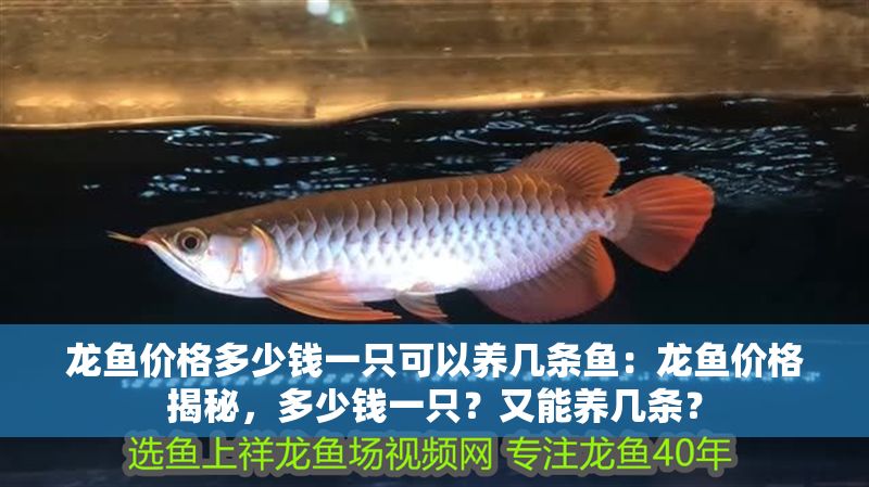 龍魚(yú)價(jià)格多少錢(qián)一只可以養(yǎng)幾條魚(yú)：龍魚(yú)價(jià)格揭秘，多少錢(qián)一只？又能養(yǎng)幾條？