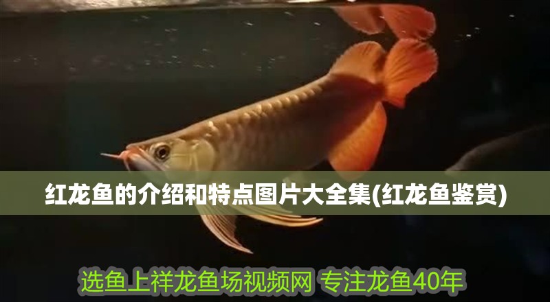 紅龍魚的介紹和特點圖片大全集(紅龍魚鑒賞)