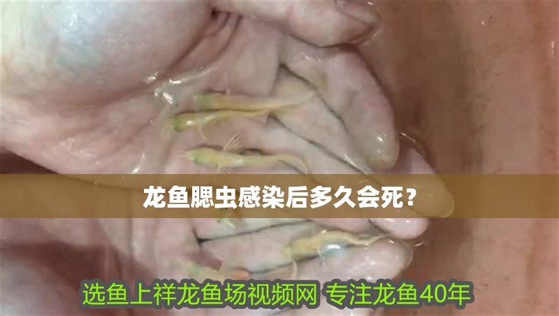 龍魚腮蟲感染后多久會(huì)死？