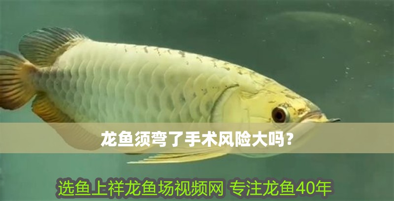 龍魚須彎了手術風險大嗎？