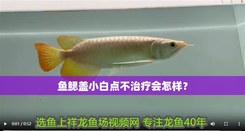 魚鰓蓋小白點(diǎn)不治療會(huì)怎樣？