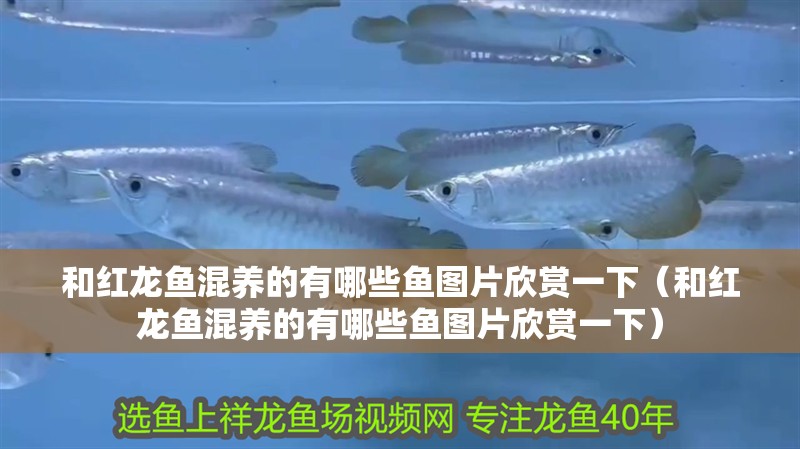 和紅龍魚混養的有哪些魚圖片欣賞一下（和紅龍魚混養的有哪些魚圖片欣賞一下）