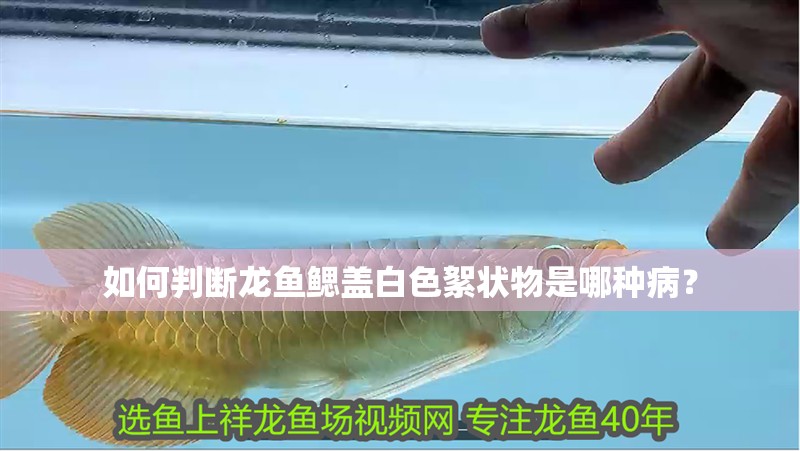 如何判斷龍魚鰓蓋白色絮狀物是哪種病？