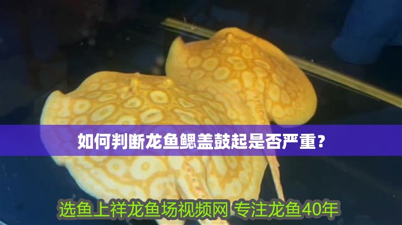 如何判斷龍魚鰓蓋鼓起是否嚴重？