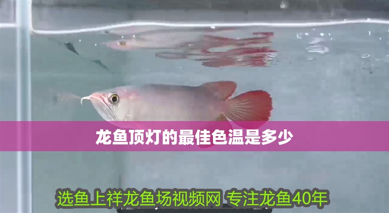 龍魚頂燈的最佳色溫是多少