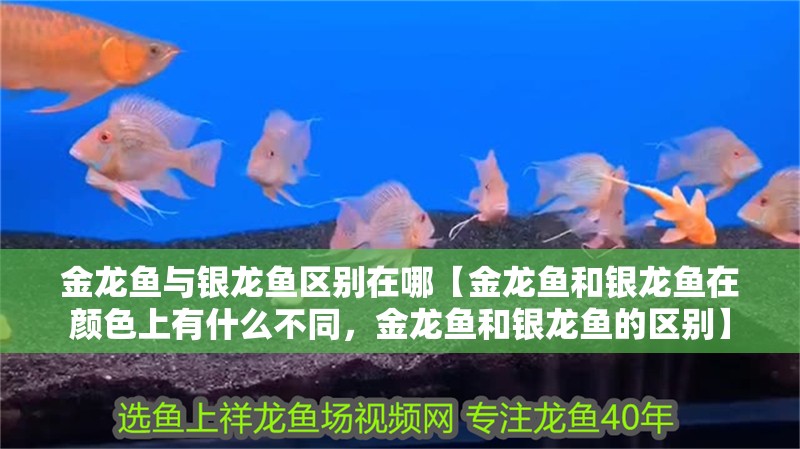 金龍魚與銀龍魚區(qū)別在哪【金龍魚和銀龍魚在顏色上有什么不同，金龍魚和銀龍魚的區(qū)別】
