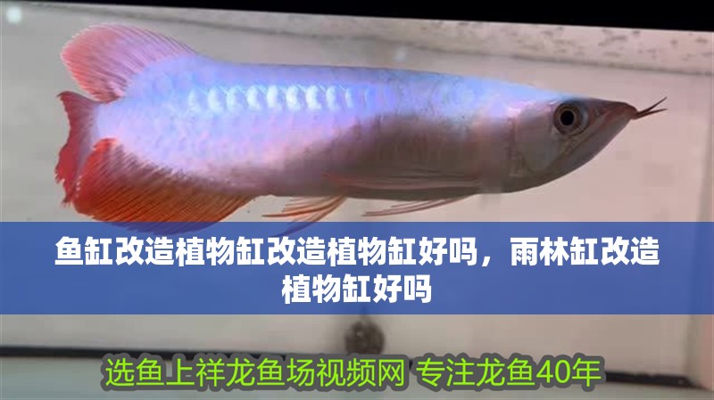 魚缸改造植物缸改造植物缸好嗎，雨林缸改造植物缸好嗎