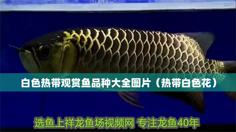 白色熱帶觀賞魚品種大全圖片（熱帶白色花）