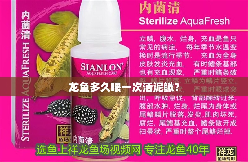 魚缸過濾器選購指南:自制魚缸過濾器魚缸上置過濾器對于養(yǎng)魚愛好者的必備知識(shí) 龍魚多久喂一次活泥鰍? 龍魚百科 龍魚多久喂一次活泥鰍? 龍魚多久喂一次活泥鰍? 龍魚百科