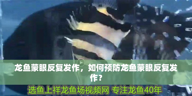 龍魚蒙眼反復發作，如何預防龍魚蒙眼反復發作？