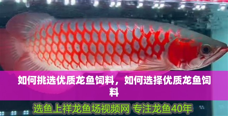 如何挑選優質龍魚飼料，如何選擇優質龍魚飼料