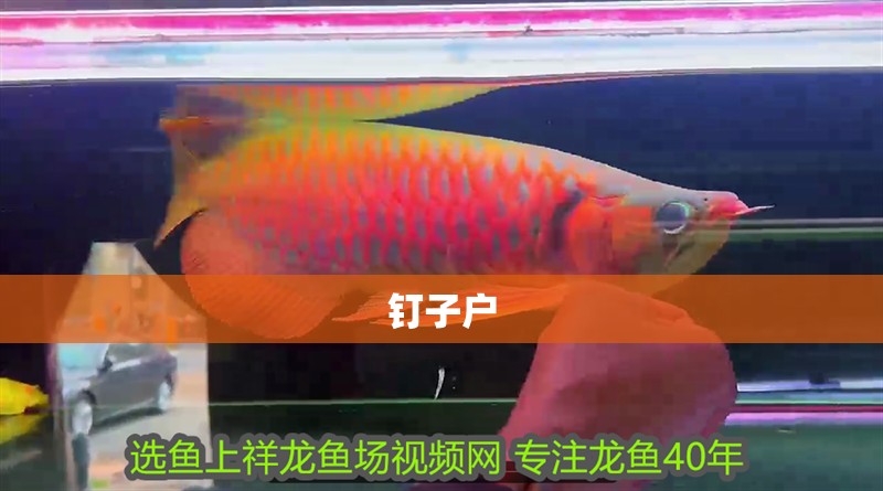 釘子戶