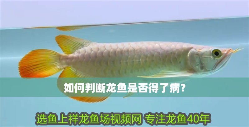 如何判斷龍魚是否得了病？