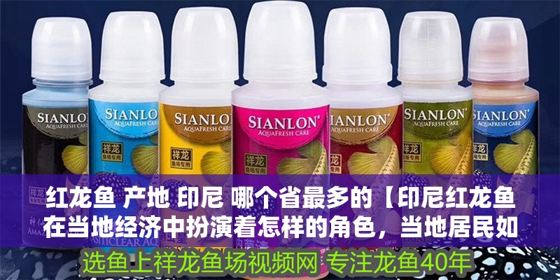 紅龍魚 產(chǎn)地 印尼 哪個(gè)省最多的【印尼紅龍魚在當(dāng)?shù)亟?jīng)濟(jì)中扮演著怎樣的角色，當(dāng)?shù)鼐用袢绾伪Ｗo(hù)紅龍魚】