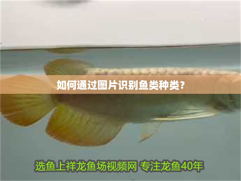 如何通過圖片識別魚類種類？
