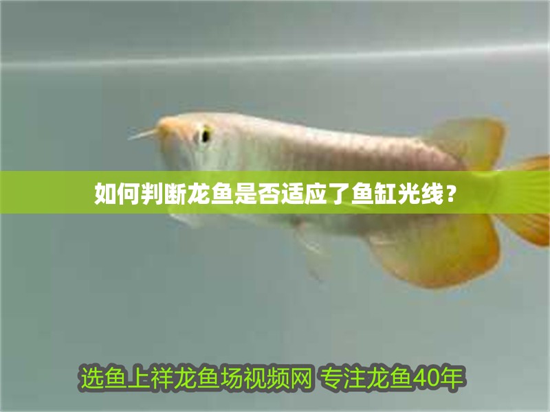如何判斷龍魚是否適應了魚缸光線？