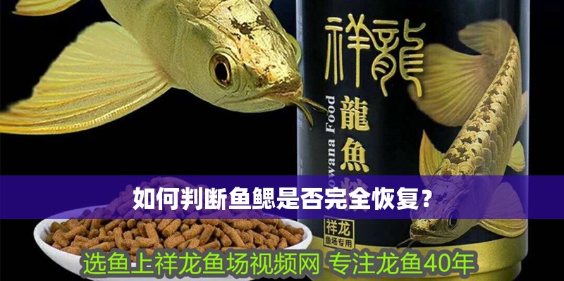 如何判斷魚鰓是否完全恢復？