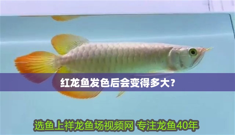 紅龍魚發色后會變得多大？
