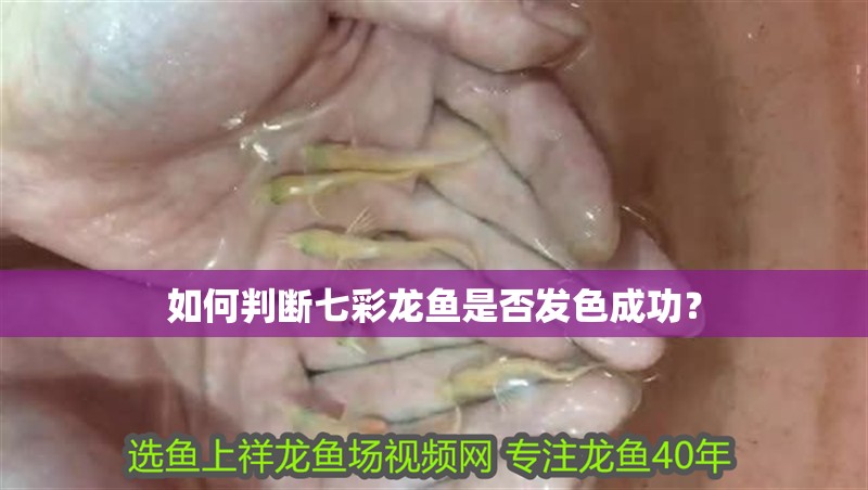 如何判斷七彩龍魚是否發色成功？