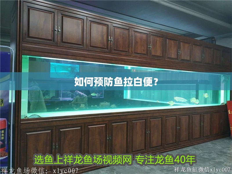 如何預(yù)防魚拉白便？