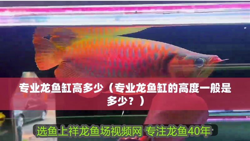 專業龍魚缸高多少（專業龍魚缸的高度一般是多少？）