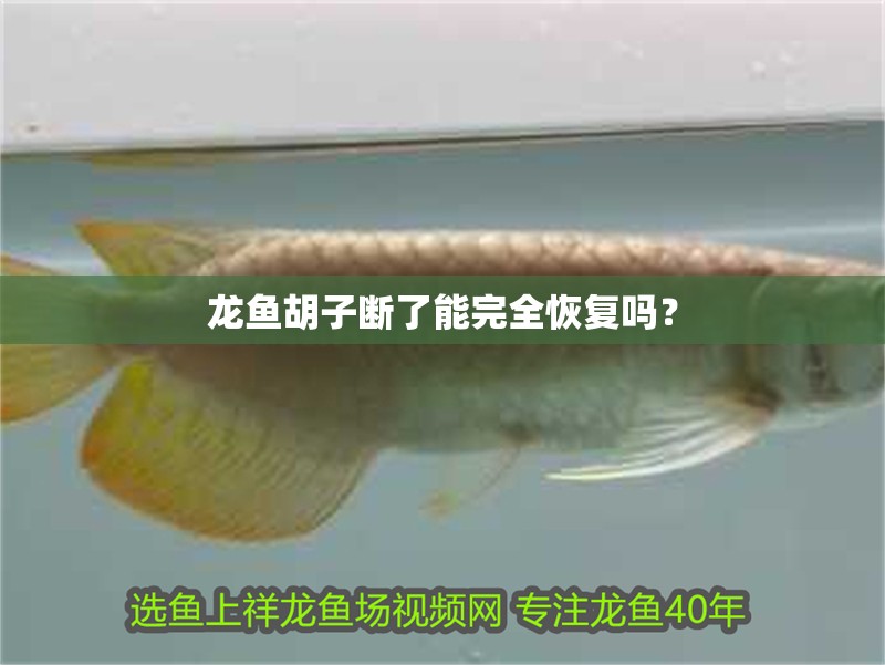 龍魚胡子斷了能完全恢復(fù)嗎？