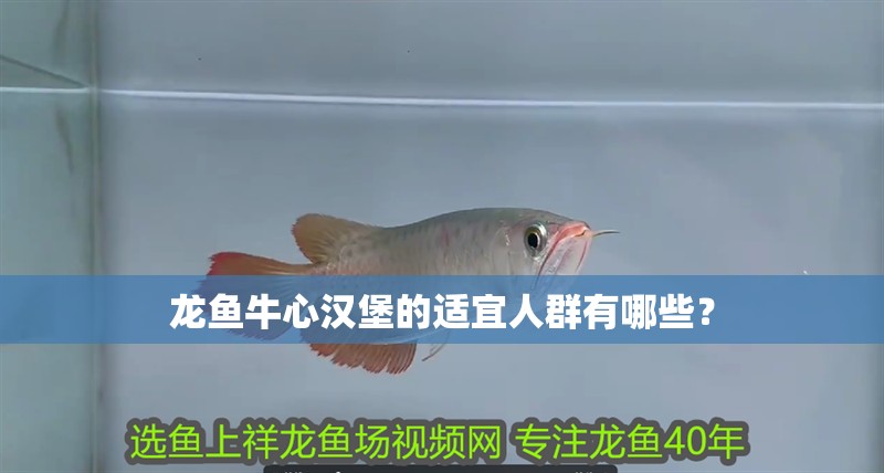 龍魚牛心漢堡的適宜人群有哪些？