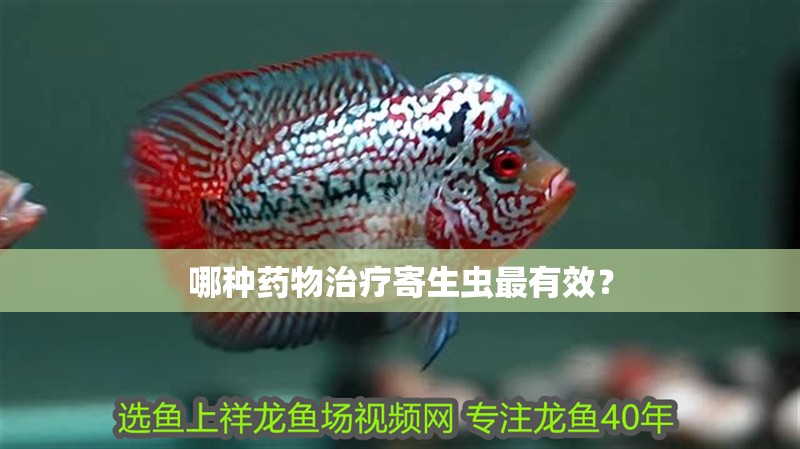 哪種藥物治療寄生蟲最有效？