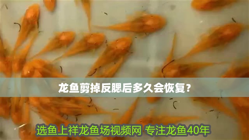 龍魚剪掉反腮后多久會恢復？ 龍魚剪掉反腮后多久會恢復？ 龍魚百科