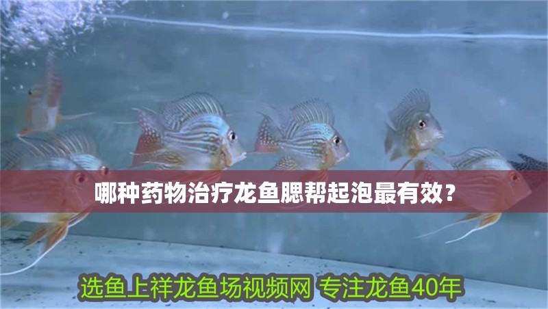 哪種藥物治療龍魚腮幫起泡最有效？