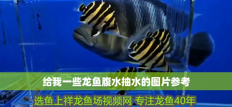 給我一些龍魚腹水抽水的圖片參考