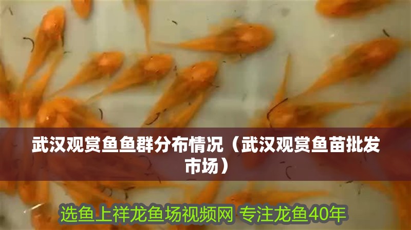 武漢觀賞魚魚群分布情況（武漢觀賞魚苗批發市場）