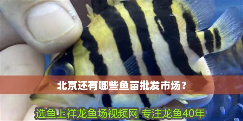 北京還有哪些魚(yú)苗批發(fā)市場(chǎng)？ 北京還有哪些魚(yú)苗批發(fā)市場(chǎng)？ 龍魚(yú)百科