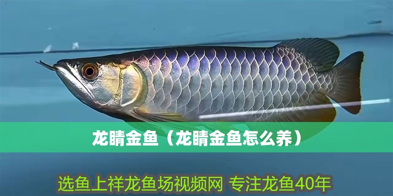 龍睛金魚（龍睛金魚怎么養）