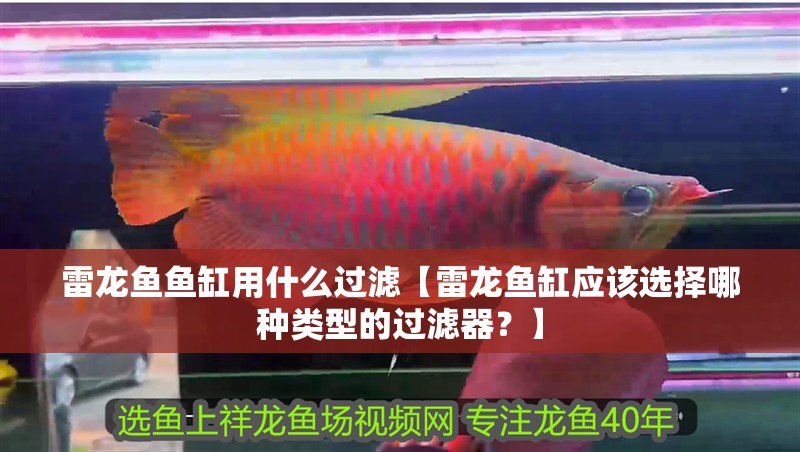 雷龍魚魚缸用什么過濾【雷龍魚缸應該選擇哪種類型的過濾器？】