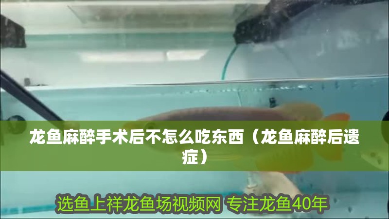 龍魚麻醉手術后不怎么吃東西（龍魚麻醉后遺癥）