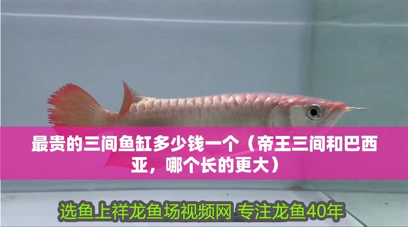 最貴的三間魚缸多少錢一個（帝王三間和巴西亞，哪個長的更大） 最貴的三間魚缸多少錢一個（帝王三間和巴西亞，哪個長的更大） 觀賞魚百科