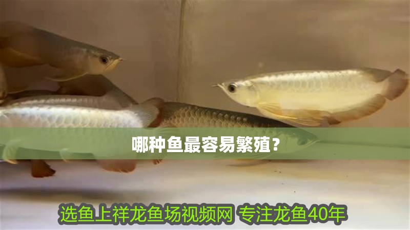 哪種魚最容易繁殖？