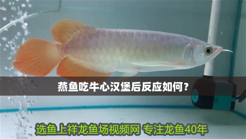 燕魚吃牛心漢堡后反應如何？