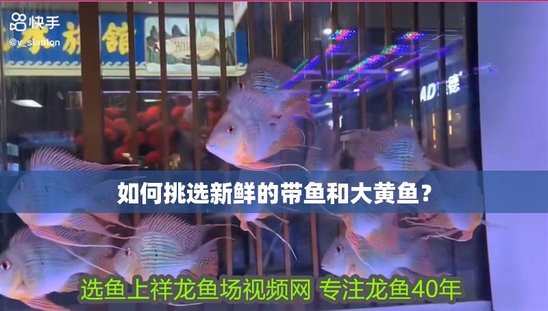 如何挑選新鮮的帶魚和大黃魚？