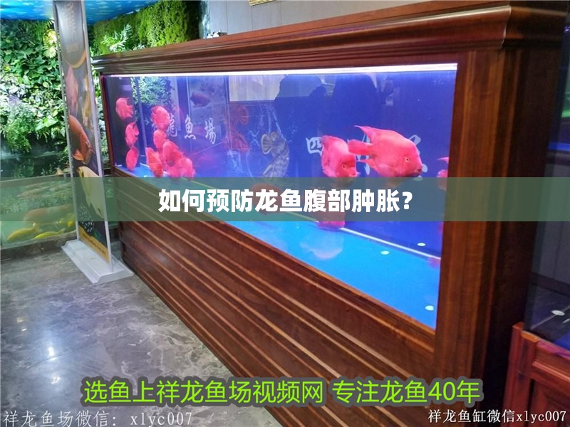 如何預防龍魚腹部腫脹？