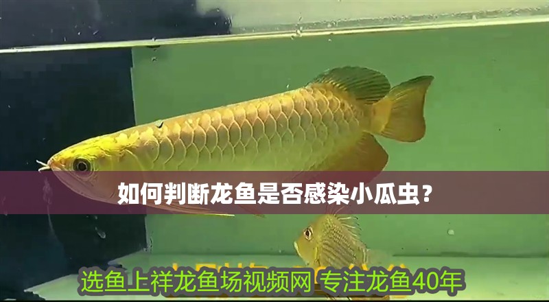 如何判斷龍魚是否感染小瓜蟲？